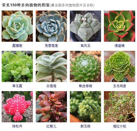 多肉名稱查詢|42 種高人氣多肉植物介紹與照顧方式 